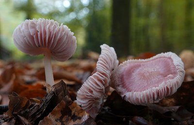 <i class='fa fa-user'></i>&nbsp;nelappelmelk&nbsp;|  Heksenschermpje&nbsp; <i class='fa fa-eye'>&nbsp;90</i> &nbsp; <i class='fa fa-comment-o'>&nbsp;9</i>