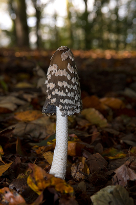 <i class='fa fa-user'></i>&nbsp;Willem Verhagen&nbsp;|  Spechtinktzwam&nbsp; <i class='fa fa-eye'>&nbsp;76</i> &nbsp;<i class='fa fa-thumbs-up'>&nbsp;1</i> &nbsp; <i class='fa fa-comment-o'>&nbsp;4</i>