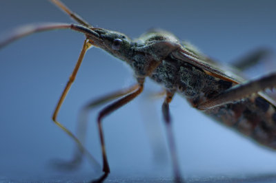 <i class='fa fa-user'></i>&nbsp;ErnovanDoorn&nbsp;|  Bladpootrandwants&nbsp; <i class='fa fa-eye'>&nbsp;52</i> &nbsp; <i class='fa fa-comment-o'>&nbsp;4</i>