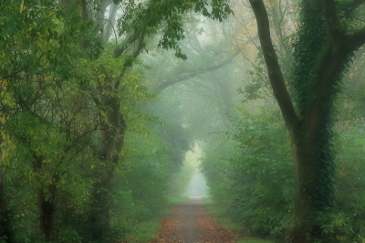 <i class='fa fa-user'></i>&nbsp;Tineke Strijbosch&nbsp;|  Mistige ochtend&nbsp; <i class='fa fa-eye'>&nbsp;68</i> &nbsp;<i class='fa fa-thumbs-up'>&nbsp;1</i> &nbsp; <i class='fa fa-comment-o'>&nbsp;5</i>