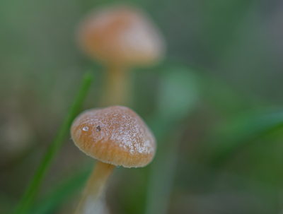 <i class='fa fa-user'></i>&nbsp;Marie-Jos� Boon&nbsp;|  Mosklokje sp.&nbsp; <i class='fa fa-eye'>&nbsp;52</i> &nbsp;<i class='fa fa-thumbs-up'>&nbsp;1</i> &nbsp; <i class='fa fa-comment-o'>&nbsp;1</i>