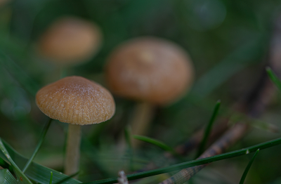 <i class='fa fa-user'></i>&nbsp;Marie-Jos� Boon&nbsp;|  Mosklokje sp.&nbsp; <i class='fa fa-eye'>&nbsp;53</i> &nbsp; <i class='fa fa-comment-o'>&nbsp;6</i>