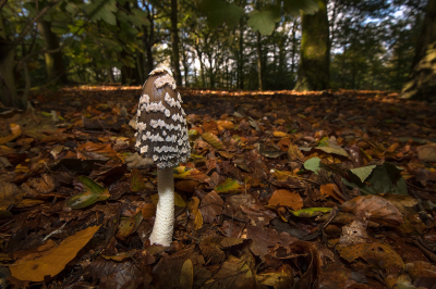 <i class='fa fa-user'></i>&nbsp;Willem Verhagen&nbsp;|  Spechtinktzwam&nbsp; <i class='fa fa-eye'>&nbsp;85</i> &nbsp;<i class='fa fa-thumbs-up'>&nbsp;3</i> &nbsp; <i class='fa fa-comment-o'>&nbsp;6</i>