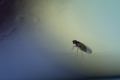 <i class='fa fa-user'></i>&nbsp;ErnovanDoorn&nbsp;|  Fruitvliegje&nbsp; <i class='fa fa-eye'>&nbsp;62</i> &nbsp; <i class='fa fa-comment-o'>&nbsp;7</i>