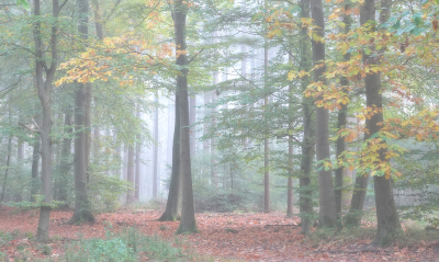 <i class='fa fa-user'></i>&nbsp;nelappelmelk&nbsp;|  Zachtheid door de mist&nbsp; <i class='fa fa-eye'>&nbsp;86</i> &nbsp;<i class='fa fa-thumbs-up'>&nbsp;2</i> &nbsp; <i class='fa fa-comment-o'>&nbsp;5</i>