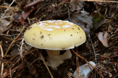 <i class='fa fa-user'></i>&nbsp;A. Soeting&nbsp;|  Narcisamaniet&nbsp; <i class='fa fa-eye'>&nbsp;46</i> &nbsp; <i class='fa fa-comment-o'>&nbsp;3</i>