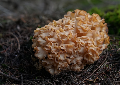 Vandaag weer een berg beklommen, de Sprengenberg. Prachtige omgeving met brede lanen die naar boven leiden, maar ook diverse kleine paadjes waar veel paddenstoelen stonden waaronder deze sponszwam. De eerste die ik tegenkom dit jaar.