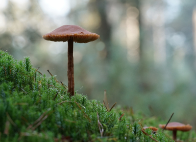 <i class='fa fa-user'></i>&nbsp;Ben Aalders&nbsp;|  Gewone Fopzwam&nbsp; <i class='fa fa-eye'>&nbsp;43</i> &nbsp;<i class='fa fa-thumbs-up'>&nbsp;1</i> &nbsp; <i class='fa fa-comment-o'>&nbsp;3</i>