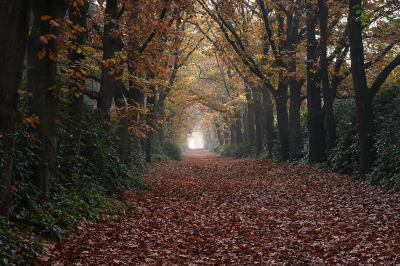 <i class='fa fa-user'></i>&nbsp;Ben Aalders&nbsp;|  Herfstbeeld&nbsp; <i class='fa fa-eye'>&nbsp;65</i> &nbsp;<i class='fa fa-thumbs-up'>&nbsp;2</i> &nbsp; <i class='fa fa-comment-o'>&nbsp;5</i>