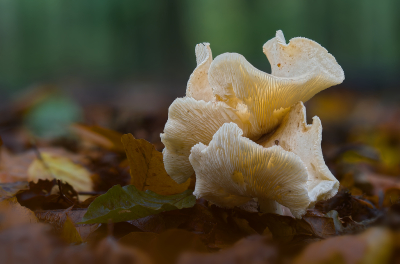 <i class='fa fa-user'></i>&nbsp;janvangastel&nbsp;|  Roestvlekkenzwam&nbsp; <i class='fa fa-eye'>&nbsp;63</i> &nbsp;<i class='fa fa-thumbs-up'>&nbsp;4</i> &nbsp; <i class='fa fa-comment-o'>&nbsp;6</i>