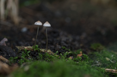 <i class='fa fa-user'></i>&nbsp;Willem Verhagen&nbsp;|  Draadsteelmycena&nbsp; <i class='fa fa-eye'>&nbsp;47</i> &nbsp; <i class='fa fa-comment-o'>&nbsp;4</i>