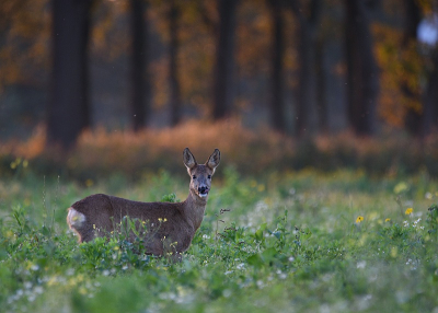 <i class='fa fa-user'></i>&nbsp;robert-jan&nbsp;|  Ree&nbsp; <i class='fa fa-eye'>&nbsp;64</i> &nbsp; <i class='fa fa-comment-o'>&nbsp;3</i>