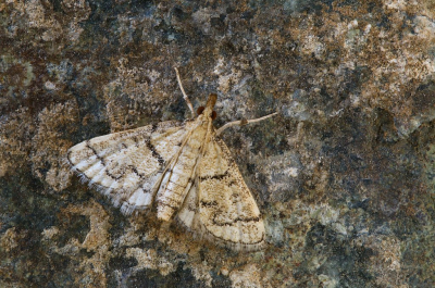 <i class='fa fa-user'></i>&nbsp;Robert Rodenburg&nbsp;|  Visiteermot&nbsp; <i class='fa fa-eye'>&nbsp;62</i> &nbsp;<i class='fa fa-thumbs-up'>&nbsp;6</i> &nbsp; <i class='fa fa-comment-o'>&nbsp;7</i>