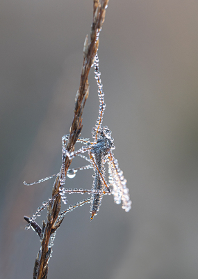 <i class='fa fa-user'></i>&nbsp;Tom&nbsp;|  Langpootmug sp.&nbsp; <i class='fa fa-eye'>&nbsp;65</i> &nbsp;<i class='fa fa-thumbs-up'>&nbsp;2</i> &nbsp; <i class='fa fa-comment-o'>&nbsp;3</i>