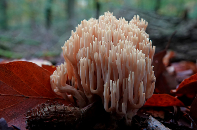 <i class='fa fa-user'></i>&nbsp;nelappelmelk&nbsp;|  Rechte Koraalzwam&nbsp; <i class='fa fa-eye'>&nbsp;85</i> &nbsp;<i class='fa fa-thumbs-up'>&nbsp;3</i> &nbsp; <i class='fa fa-comment-o'>&nbsp;5</i>