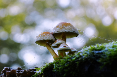 <i class='fa fa-user'></i>&nbsp;hesterb&nbsp;|  Gewone Zwavelkop&nbsp; <i class='fa fa-eye'>&nbsp;89</i> &nbsp;<i class='fa fa-thumbs-up'>&nbsp;1</i> &nbsp; <i class='fa fa-comment-o'>&nbsp;7</i>