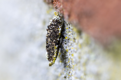 <i class='fa fa-user'></i>&nbsp;Martin Verbeeten&nbsp;|  Zandzakdrager&nbsp; <i class='fa fa-eye'>&nbsp;69</i> &nbsp;<i class='fa fa-thumbs-up'>&nbsp;1</i> &nbsp; <i class='fa fa-comment-o'>&nbsp;1</i>