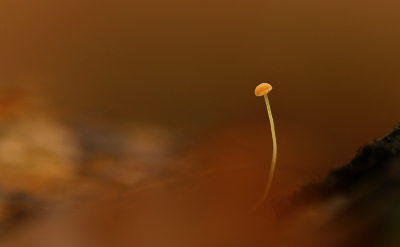 <i class='fa fa-user'></i>&nbsp;Eric Gibcus&nbsp;|  Tengere Beukentaailing&nbsp; <i class='fa fa-eye'>&nbsp;88</i> &nbsp;<i class='fa fa-thumbs-up'>&nbsp;4</i> &nbsp; <i class='fa fa-comment-o'>&nbsp;6</i>