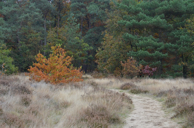 <i class='fa fa-user'></i>&nbsp;B.M.Schouten-Ruis&nbsp;|  Herfstlandschap&nbsp; <i class='fa fa-eye'>&nbsp;82</i> &nbsp; <i class='fa fa-comment-o'>&nbsp;2</i>