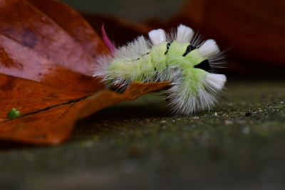 <i class='fa fa-user'></i>&nbsp;Bert Veerman&nbsp;|  Meriansborstel&nbsp; <i class='fa fa-eye'>&nbsp;66</i> &nbsp;<i class='fa fa-thumbs-up'>&nbsp;2</i> &nbsp; <i class='fa fa-comment-o'>&nbsp;3</i>