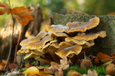 <i class='fa fa-user'></i>&nbsp;Jelle Bakker&nbsp;|  Echte Honingzwam&nbsp; <i class='fa fa-eye'>&nbsp;47</i> &nbsp; <i class='fa fa-comment-o'>&nbsp;0</i>