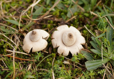 <i class='fa fa-user'></i>&nbsp;Jelle Bakker&nbsp;|  Bruine Aardster&nbsp; <i class='fa fa-eye'>&nbsp;50</i> &nbsp; <i class='fa fa-comment-o'>&nbsp;0</i>