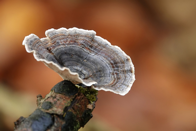 <i class='fa fa-user'></i>&nbsp;Ben Aalders&nbsp;|  Echte Tolzwam&nbsp; <i class='fa fa-eye'>&nbsp;56</i> &nbsp;<i class='fa fa-thumbs-up'>&nbsp;1</i> &nbsp; <i class='fa fa-comment-o'>&nbsp;3</i>