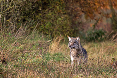 Nature picture: 4. Canis lupus / Wolf / Wolf