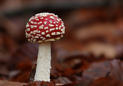 Er zijn nog steeds Vliegenzwammen die bovenkomen, hier op de Veluwe nog een paar verse exemplaren gevonden. Naast de parkeerplaats hier ook weer veel rechte koraalzwammen gezien, die hebben een topjaar.