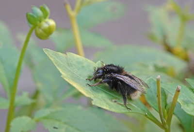 <i class='fa fa-user'></i>&nbsp;nelappelmelk&nbsp;|  Boomhommel&nbsp; <i class='fa fa-eye'>&nbsp;47</i> &nbsp; <i class='fa fa-comment-o'>&nbsp;2</i>