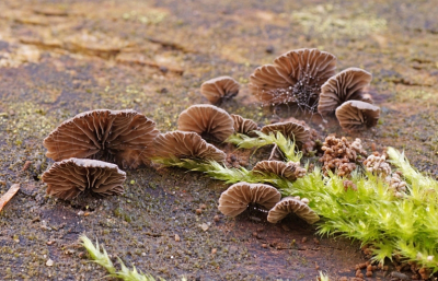 <i class='fa fa-user'></i>&nbsp;Jelle Bakker&nbsp;|  Harig Dwergoortje&nbsp; <i class='fa fa-eye'>&nbsp;55</i> &nbsp; <i class='fa fa-comment-o'>&nbsp;1</i>