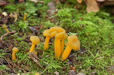 <i class='fa fa-user'></i>&nbsp;Jelle Bakker&nbsp;|  Groene Glibberzwam&nbsp; <i class='fa fa-eye'>&nbsp;56</i> &nbsp; <i class='fa fa-comment-o'>&nbsp;2</i>