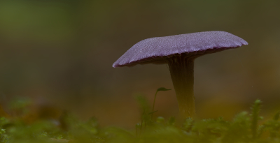 <i class='fa fa-user'></i>&nbsp;janvangastel&nbsp;|  Amethistzwam&nbsp; <i class='fa fa-eye'>&nbsp;66</i> &nbsp;<i class='fa fa-thumbs-up'>&nbsp;5</i> &nbsp; <i class='fa fa-comment-o'>&nbsp;5</i>