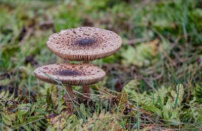 <i class='fa fa-user'></i>&nbsp;Marie-Jos� Boon&nbsp;|  Grote Parasolzwam&nbsp; <i class='fa fa-eye'>&nbsp;50</i> &nbsp; <i class='fa fa-comment-o'>&nbsp;2</i>