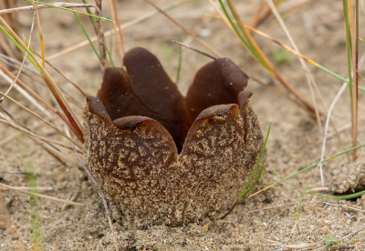 <i class='fa fa-user'></i>&nbsp;Eef Kieft&nbsp;|  Zandtulpje&nbsp; <i class='fa fa-eye'>&nbsp;83</i> &nbsp; <i class='fa fa-comment-o'>&nbsp;5</i>