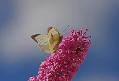 <i class='fa fa-user'></i>&nbsp;Cor&nbsp;|  Groot Koolwitje&nbsp; <i class='fa fa-eye'>&nbsp;56</i> &nbsp;<i class='fa fa-thumbs-up'>&nbsp;2</i> &nbsp; <i class='fa fa-comment-o'>&nbsp;2</i>