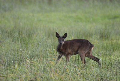 <i class='fa fa-user'></i>&nbsp;Eric Gibcus&nbsp;|  Ree&nbsp; <i class='fa fa-eye'>&nbsp;67</i> &nbsp; <i class='fa fa-comment-o'>&nbsp;2</i>