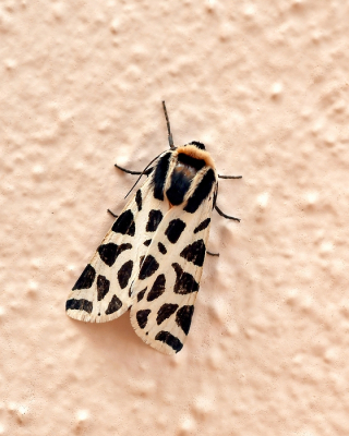 <i class='fa fa-user'></i>&nbsp;Johan van Gurp&nbsp;|  Cymbalophora pudica&nbsp; <i class='fa fa-eye'>&nbsp;71</i> &nbsp;<i class='fa fa-thumbs-up'>&nbsp;3</i> &nbsp; <i class='fa fa-comment-o'>&nbsp;1</i>