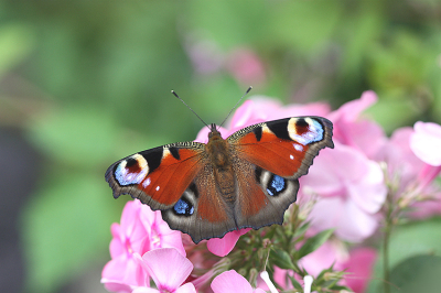 <i class='fa fa-user'></i>&nbsp;Paul Vandebroek&nbsp;|  Dagpauwoog&nbsp; <i class='fa fa-eye'>&nbsp;53</i> &nbsp;<i class='fa fa-thumbs-up'>&nbsp;1</i> &nbsp; <i class='fa fa-comment-o'>&nbsp;3</i>