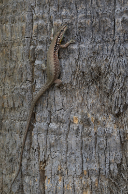 <i class='fa fa-user'></i>&nbsp;Ad Sprang&nbsp;|  Syrische Hagedis&nbsp; <i class='fa fa-eye'>&nbsp;92</i> &nbsp;<i class='fa fa-thumbs-up'>&nbsp;5</i> &nbsp; <i class='fa fa-comment-o'>&nbsp;8</i>