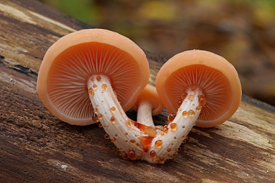 <i class='fa fa-user'></i>&nbsp;Jelle Bakker&nbsp;|  Zalmzwam&nbsp; <i class='fa fa-eye'>&nbsp;125</i> &nbsp;<i class='fa fa-thumbs-up'>&nbsp;14</i> &nbsp; <i class='fa fa-comment-o'>&nbsp;8</i>