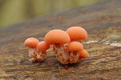 <i class='fa fa-user'></i>&nbsp;Jelle Bakker&nbsp;|  Zalmzwam&nbsp; <i class='fa fa-eye'>&nbsp;111</i> &nbsp;<i class='fa fa-thumbs-up'>&nbsp;8</i> &nbsp; <i class='fa fa-comment-o'>&nbsp;5</i>