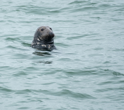 <i class='fa fa-user'></i>&nbsp;Eef Kieft&nbsp;|  Grijze Zeehond&nbsp; <i class='fa fa-eye'>&nbsp;70</i> &nbsp;<i class='fa fa-thumbs-up'>&nbsp;1</i> &nbsp; <i class='fa fa-comment-o'>&nbsp;2</i>