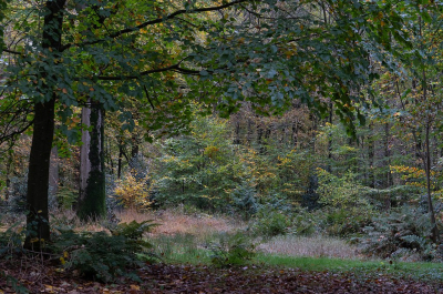 <i class='fa fa-user'></i>&nbsp;Tim Oord&nbsp;|  Herfstbos&nbsp; <i class='fa fa-eye'>&nbsp;71</i> &nbsp; <i class='fa fa-comment-o'>&nbsp;1</i>