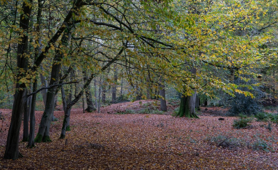 <i class='fa fa-user'></i>&nbsp;Tim Oord&nbsp;|  Herfstbos&nbsp; <i class='fa fa-eye'>&nbsp;68</i> &nbsp;<i class='fa fa-thumbs-up'>&nbsp;1</i> &nbsp; <i class='fa fa-comment-o'>&nbsp;3</i>