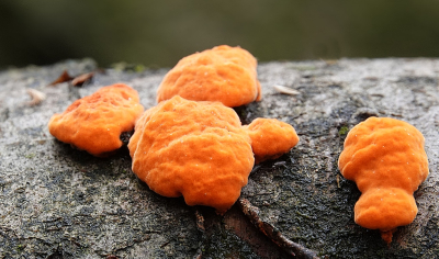 Deze zwam vanmorgen gevonden tijdens een wandeling in het Dwingelderveld. Deze had ik nooit eerder gezien dus dan moet je daar thuis een naam aan verbinden. Hij staat niet in mijn paddenstoelengidsen maar uiteindelijk op het internet een foto gevonden die op die van mij lijkt. Komt in Noord Nederland voor, er is geen Engelse naam van te vinden.