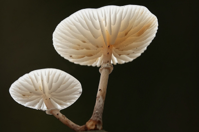 <i class='fa fa-user'></i>&nbsp;Ben Aalders&nbsp;|  Porseleinzwam&nbsp; <i class='fa fa-eye'>&nbsp;53</i> &nbsp;<i class='fa fa-thumbs-up'>&nbsp;2</i> &nbsp; <i class='fa fa-comment-o'>&nbsp;3</i>