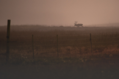 <i class='fa fa-user'></i>&nbsp;ErnovanDoorn&nbsp;|  Edelhert&nbsp; <i class='fa fa-eye'>&nbsp;51</i> &nbsp; <i class='fa fa-comment-o'>&nbsp;5</i>