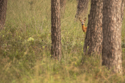 <i class='fa fa-user'></i>&nbsp;ErnovanDoorn&nbsp;|  Ree&nbsp; <i class='fa fa-eye'>&nbsp;100</i> &nbsp;<i class='fa fa-thumbs-up'>&nbsp;3</i> &nbsp; <i class='fa fa-comment-o'>&nbsp;5</i>