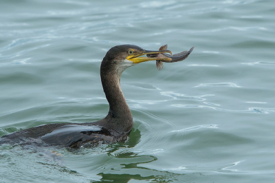 <i class='fa fa-user'></i>&nbsp;Willem Verhagen&nbsp;|  Gewone Slijmvis&nbsp; <i class='fa fa-eye'>&nbsp;109</i> &nbsp;<i class='fa fa-thumbs-up'>&nbsp;7</i> &nbsp; <i class='fa fa-comment-o'>&nbsp;5</i>